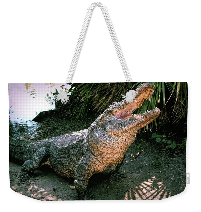 Alligator Weekender Tote Bag featuring the photograph Alligator by Carolyn Hutchins