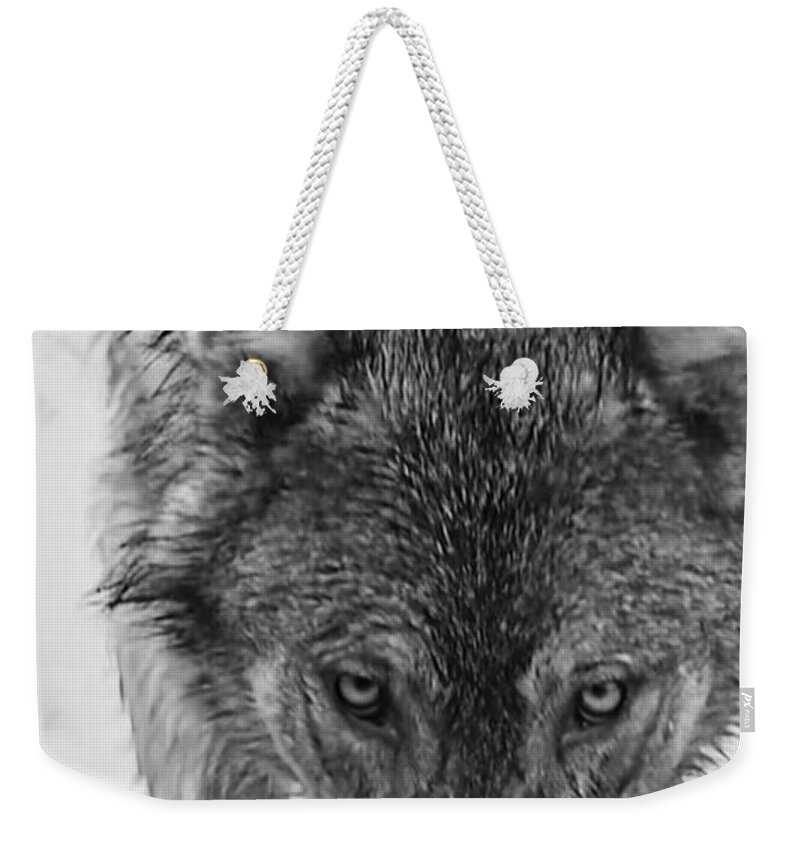 Wolf Weekender Tote Bag featuring the photograph Alpha by Carolyn Mickulas