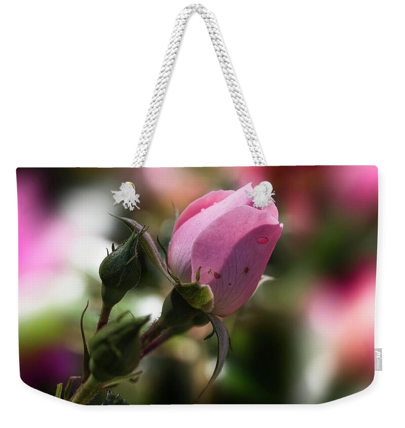 Rose Flower Weekender Tote Bag featuring the photograph Alt -Rose In Summer Latvia by Aleksandrs Drozdovs