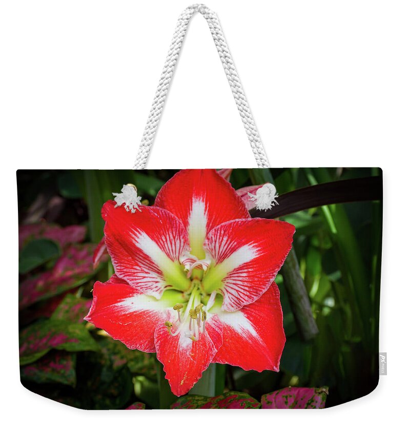 Flowers/plants Weekender Tote Bag featuring the photograph Amaryllis Flower by Louis Dallara