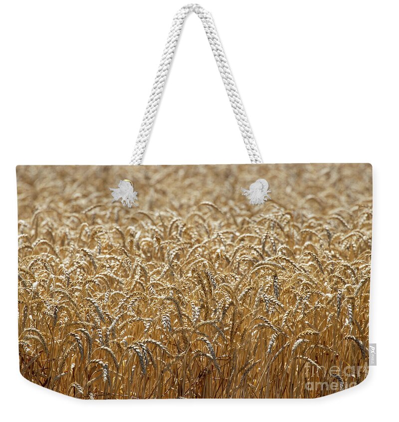 Grain Weekender Tote Bag featuring the photograph Amber Fields of Grain by Vivian Krug Cotton