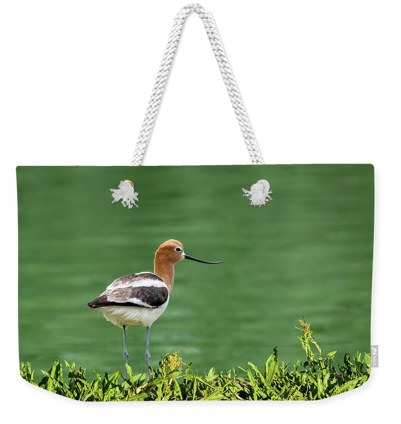 American Avocet Weekender Tote Bag featuring the photograph American Avocet by Jeff Goulden
