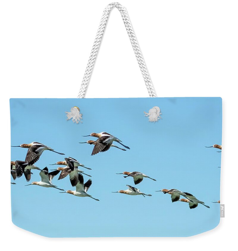 American Avocets Weekender Tote Bag featuring the photograph American Avocets 7129-040123-2 by Tam Ryan