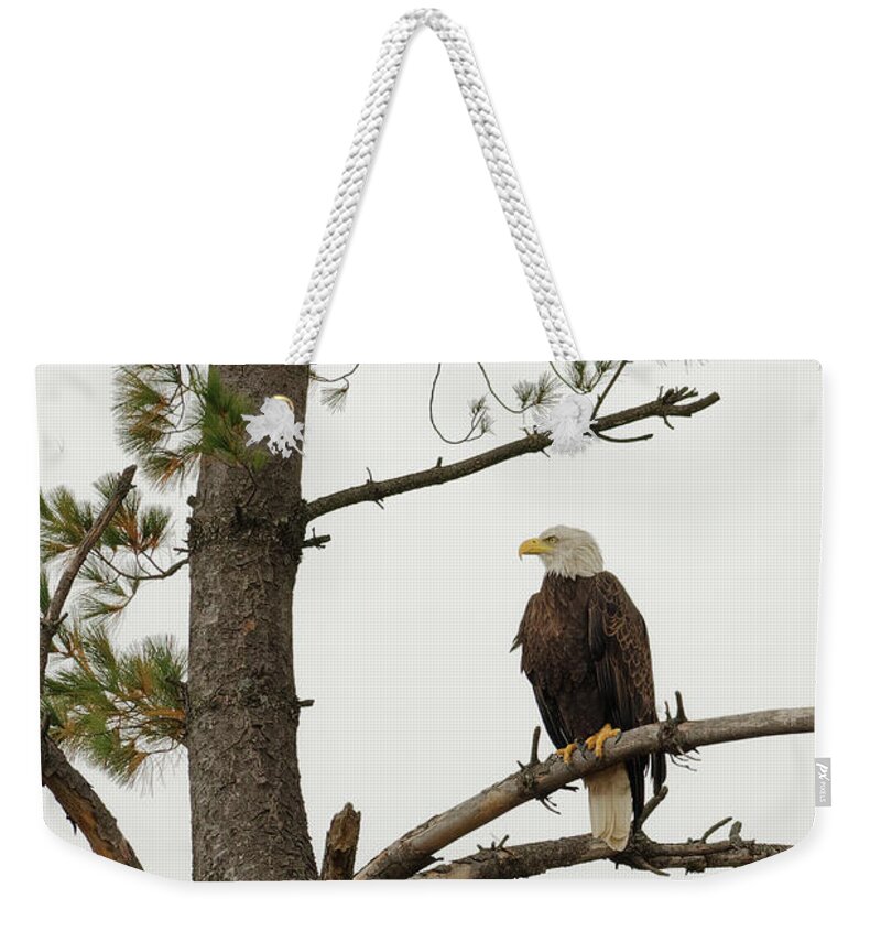 Minnesota Weekender Tote Bag featuring the photograph American Bald Eagle Watch by Natural Focal Point Photography