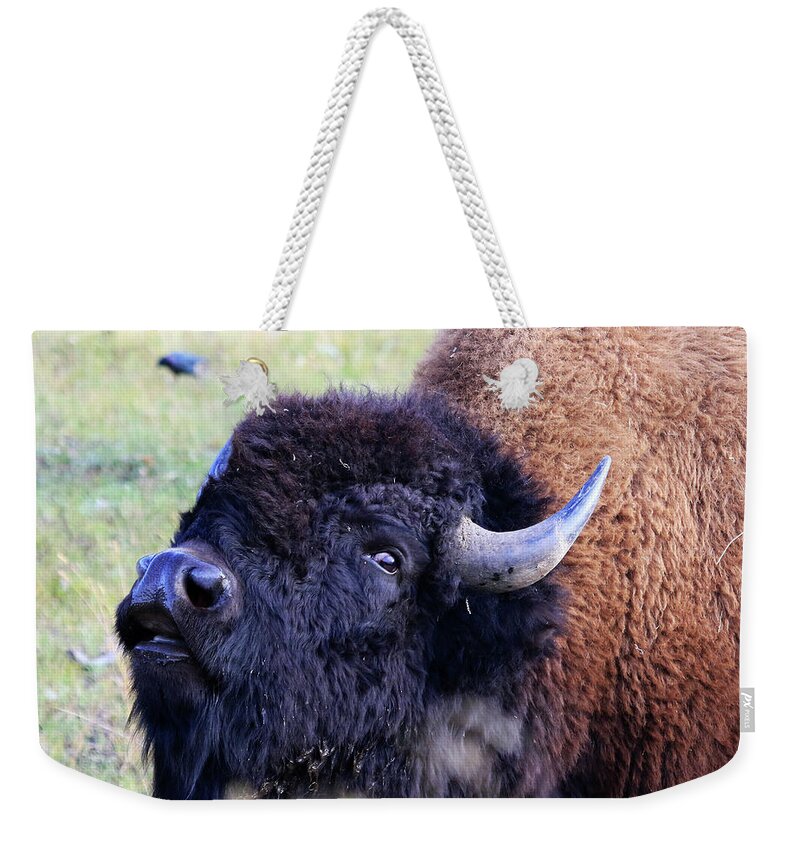 American Bison Weekender Tote Bag featuring the photograph American Bison by Shixing Wen