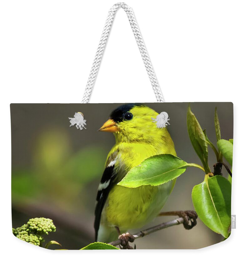 Bird Weekender Tote Bag featuring the photograph American Goldfinch On Branch by Christina Rollo