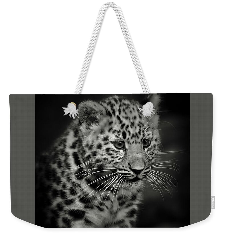 Amur Weekender Tote Bag featuring the photograph Amur Leopard Cub - Sepia by Chris Boulton