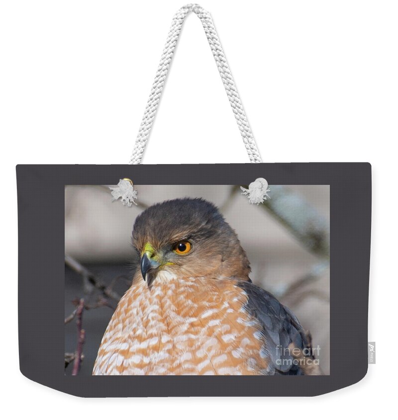 Hawk Weekender Tote Bag featuring the photograph An Adult Coopers Hawk by David Taylor