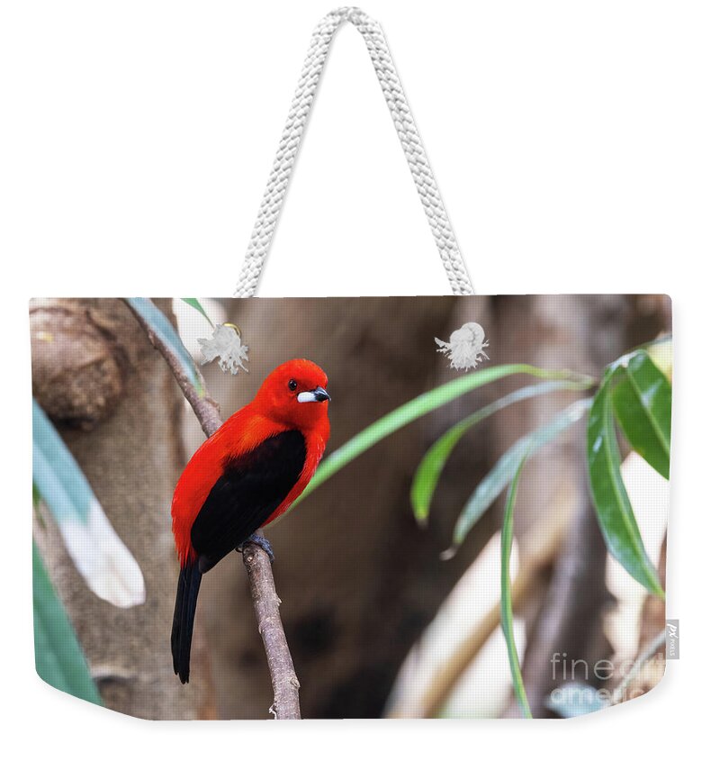 Brazilian Tanager Weekender Tote Bag featuring the photograph An adult male Brazilian tanager, ramphocelus bresilius, perched by Jane Rix