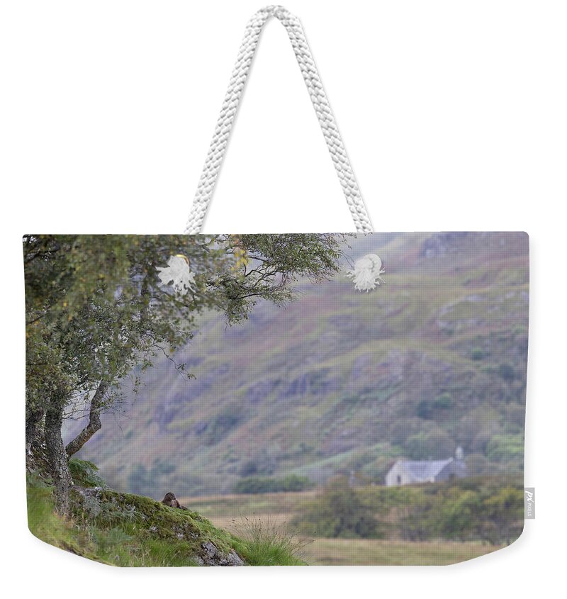 Otter Weekender Tote Bag featuring the photograph An Otter's View by Pete Walkden
