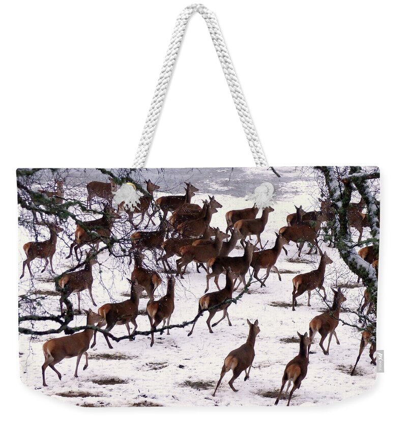 Red Deer Weekender Tote Bag featuring the photograph And the running of the Deer - snow scene by Phil Banks