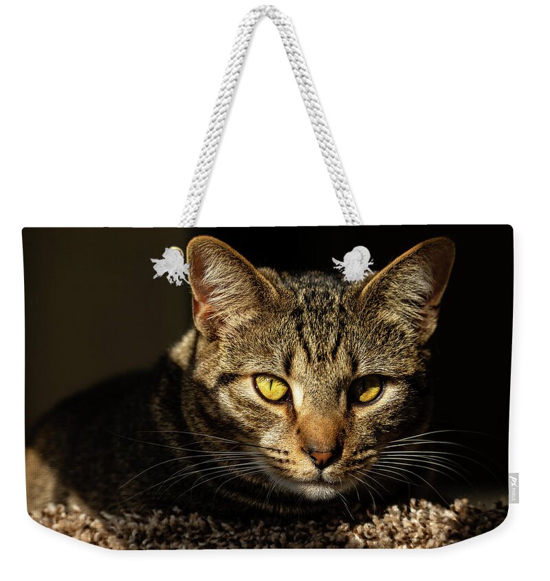 Cat Weekender Tote Bag featuring the photograph Angel by Rachel Morrison