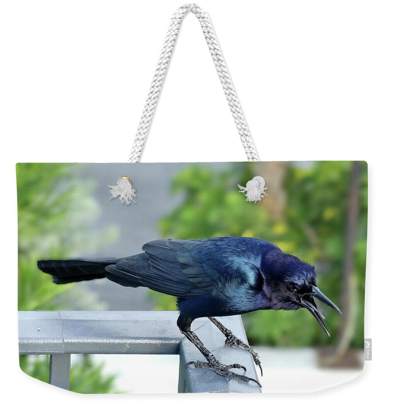 Boat-tailed Grackle Weekender Tote Bag featuring the photograph Angry Grackle by Lyuba Filatova
