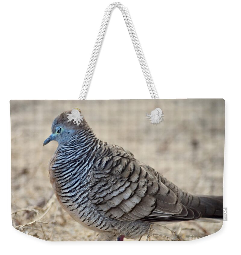 Zebra Dove Weekender Tote Bag featuring the photograph Angry Zebra Dove by Debra Banks