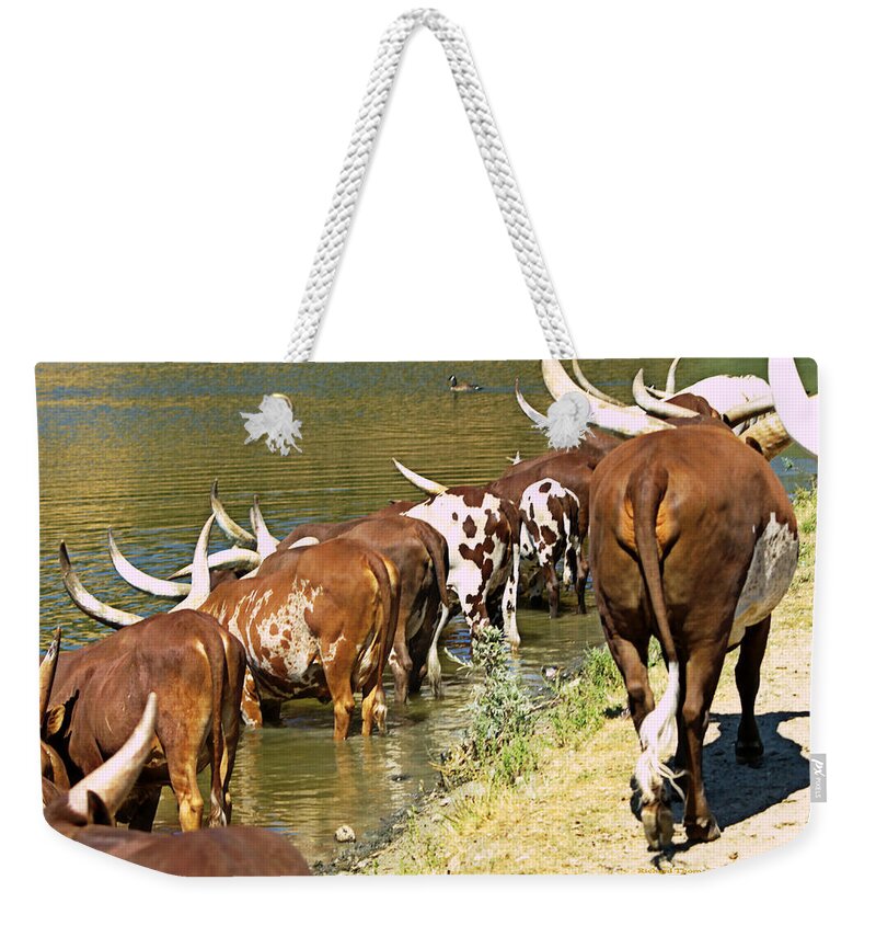 Animals Weekender Tote Bag featuring the photograph Ankole-Watusi Cattle by Richard Thomas