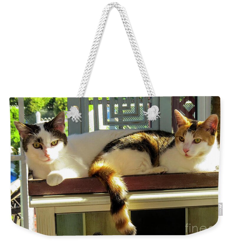 Apollo And Nova Are Buddies In The Sun! Weekender Tote Bag featuring the photograph Apollo and Nova by Doug Norkum