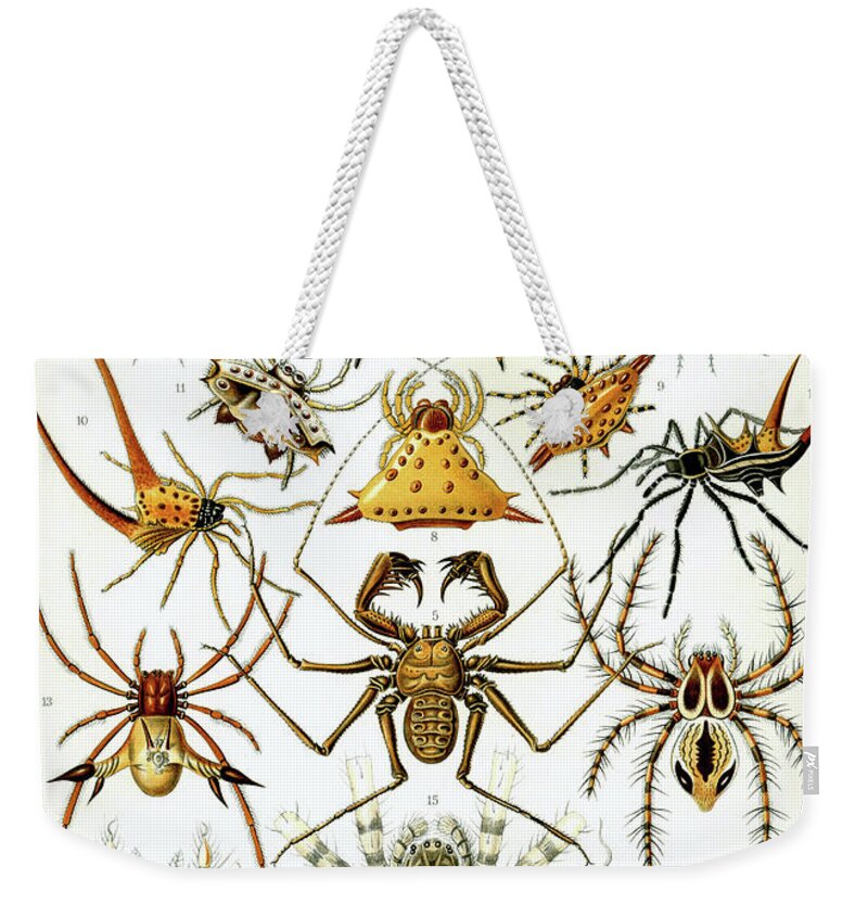 Arachnida Weekender Tote Bag featuring the mixed media Arachnida. Ernst Haeckel by World Art Collective