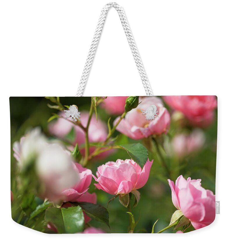 Roses Weekender Tote Bag featuring the photograph August Morning Roses by Aleksandrs Drozdovs