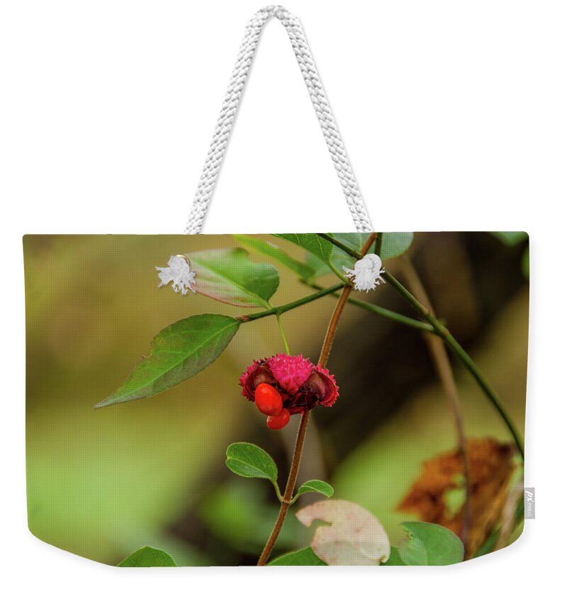 Cades Cove Weekender Tote Bag featuring the photograph Autumn Berry Cades Cove by Douglas Wielfaert