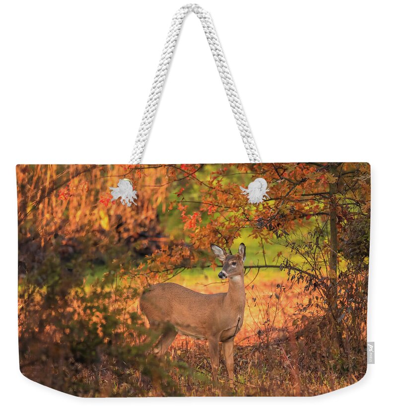 Autumn Deer In Ohio Weekender Tote Bag featuring the photograph Autumn Deer In Ohio by Dan Sproul