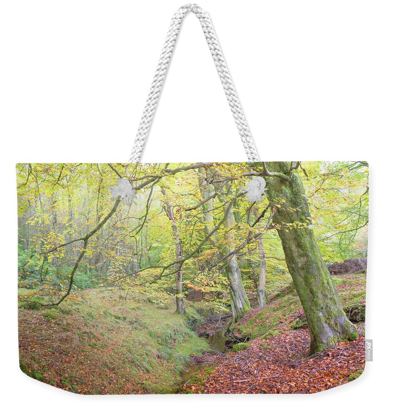Fall Weekender Tote Bag featuring the photograph Autumn in an English Beech Tree Wood by Anita Nicholson