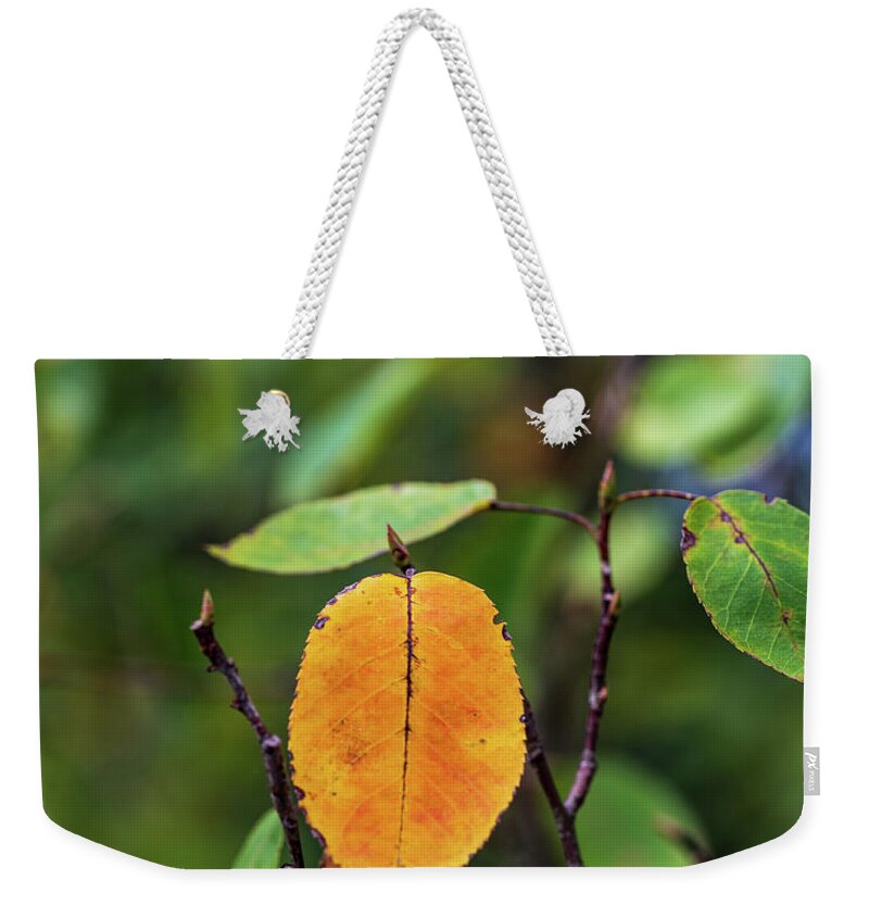 Fall Weekender Tote Bag featuring the photograph Autumn is Coming by Amelia Pearn
