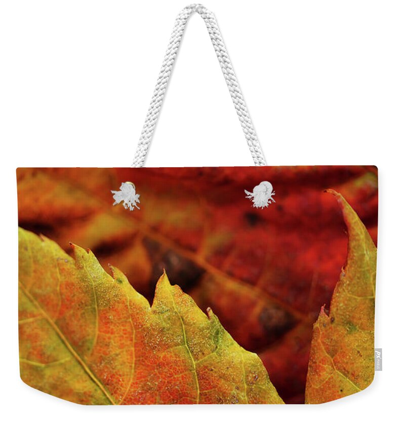 Fall Weekender Tote Bag featuring the photograph Autumn Leaves by Bob Cournoyer