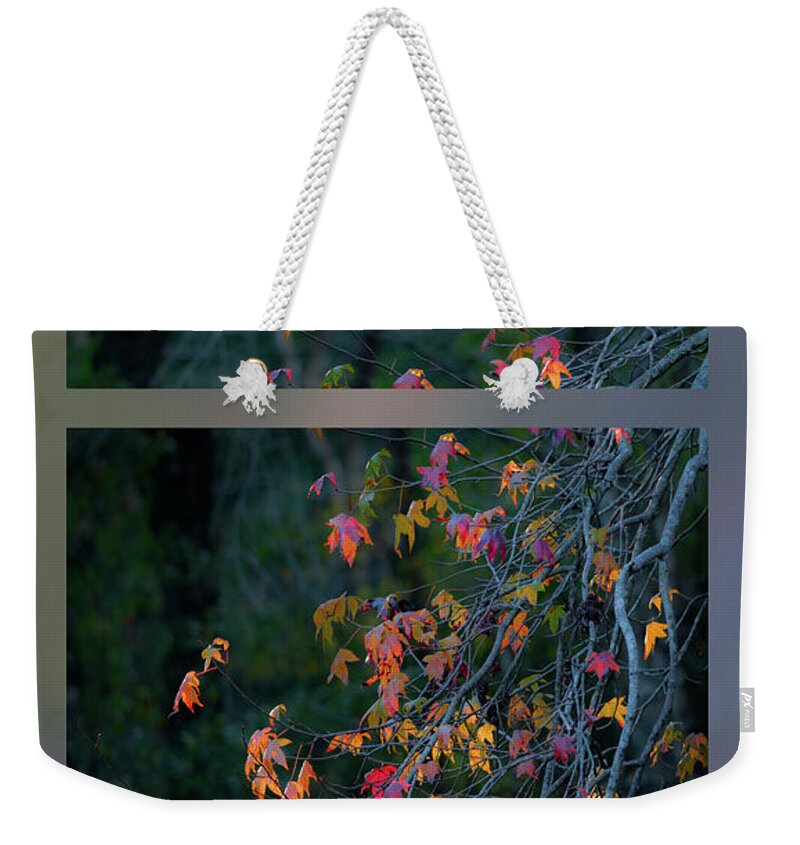 Liquidambar Weekender Tote Bag featuring the photograph Autumn tree by Phil And Karen Rispin