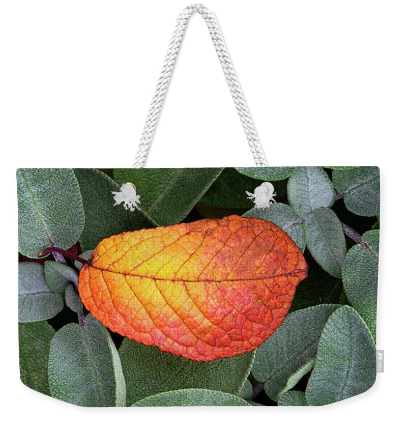 Autumnal Weekender Tote Bag featuring the photograph Autumnal leaf in a sage bush by Bernhard Schaffer