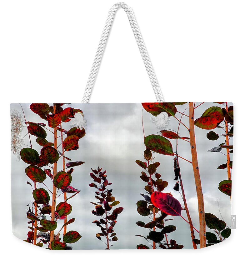 Smoke Tree Weekender Tote Bag featuring the photograph Autumnal No. 1 - Smoke Tree with Frontal Passage Sky by Steve Ember