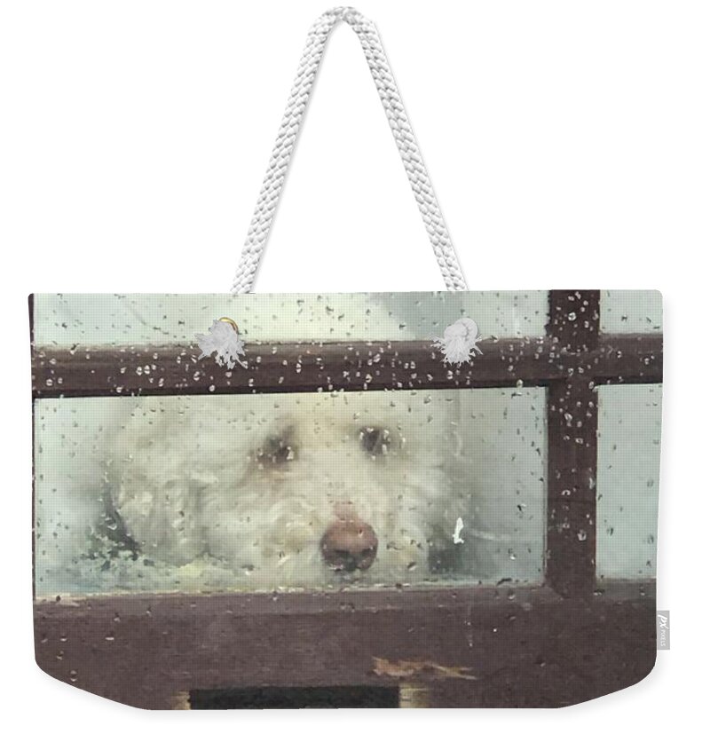 Dog Weekender Tote Bag featuring the photograph May I Come Out To Play? by Calvin Boyer