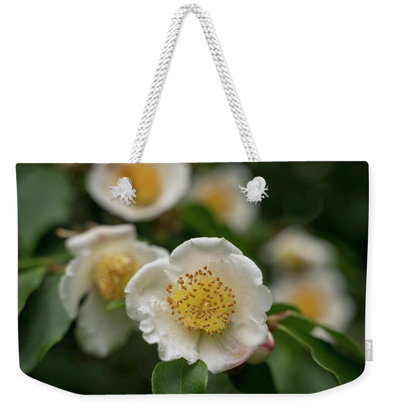 Tree Weekender Tote Bag featuring the photograph Awoken by Margaret Pitcher