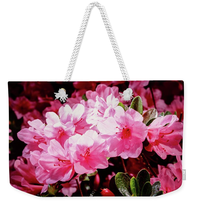 Pink Weekender Tote Bag featuring the photograph Azalea Bush by Steven Nelson