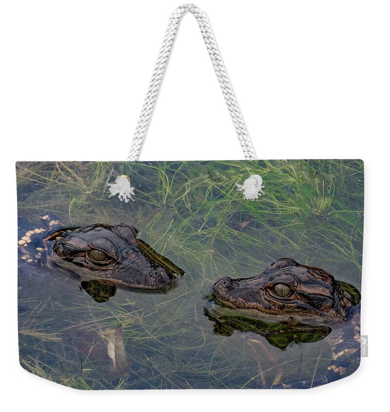 Aligator Weekender Tote Bag featuring the photograph Baby Aligatots by Larry Marshall