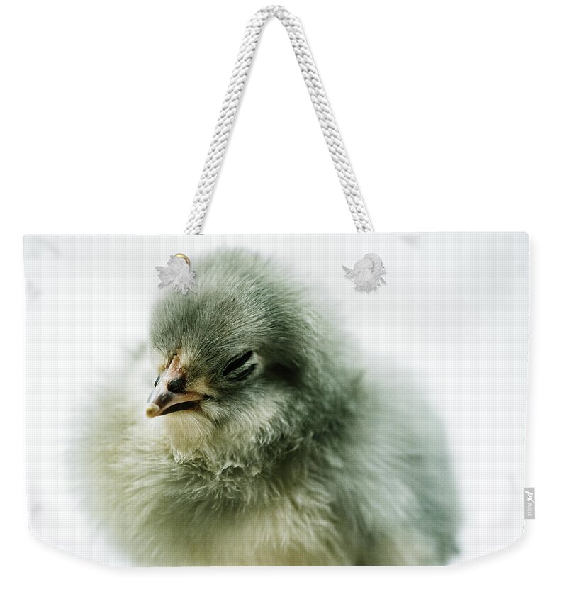 Chick Weekender Tote Bag featuring the photograph Baby Chick Sleeping by Ada Weyland