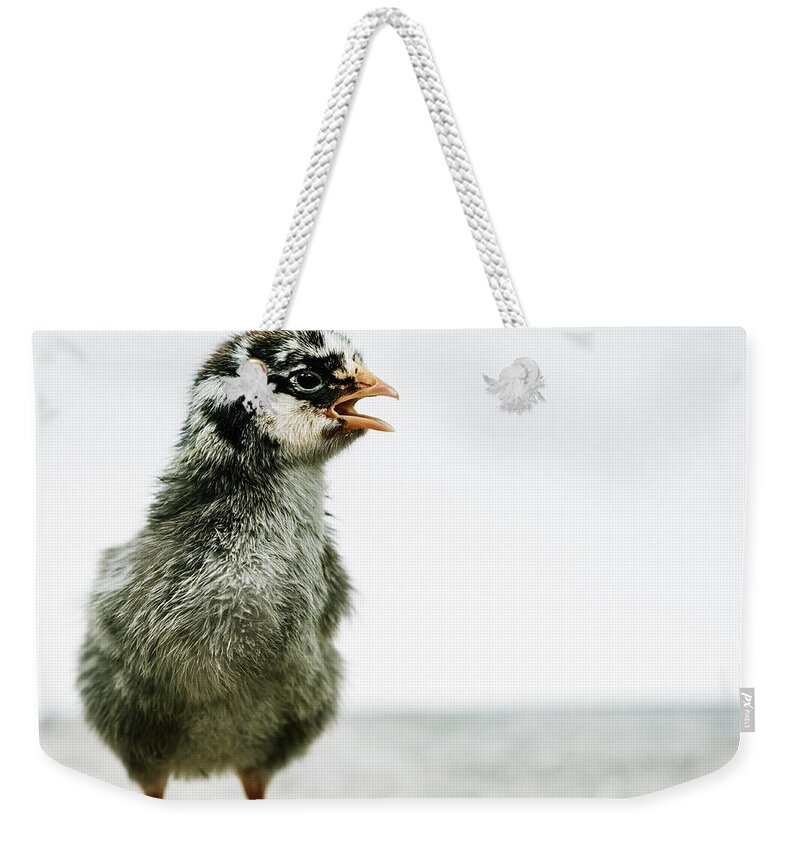 Chick Weekender Tote Bag featuring the photograph Baby Chicken Clucking by Ada Weyland