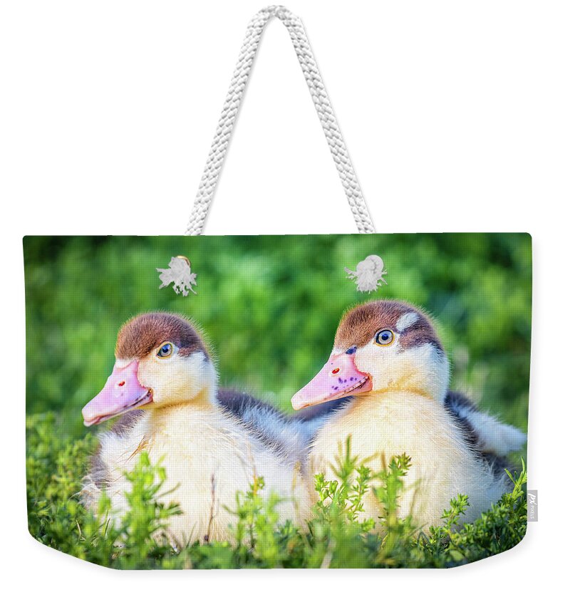Ready Weekender Tote Bag featuring the photograph Baby Ducks Ready For Play time by Jordan Hill