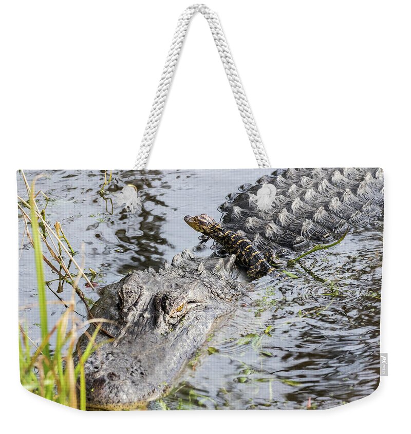  Weekender Tote Bag featuring the photograph Baby Mama by Jim Miller