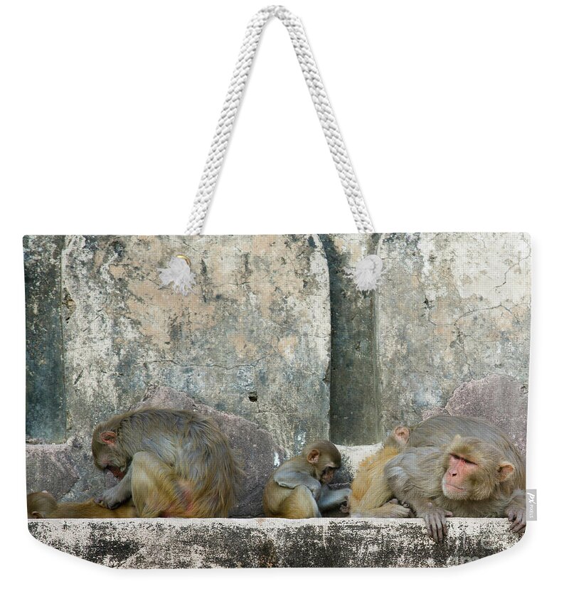 4pixels Weekender Tote Bag featuring the photograph Baby Taj by David Little-Smith
