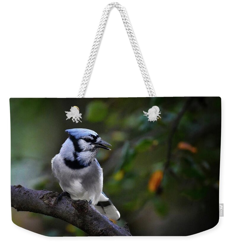 Limited Weekender Tote Bag featuring the photograph Backyard Bully by DArcy Evans