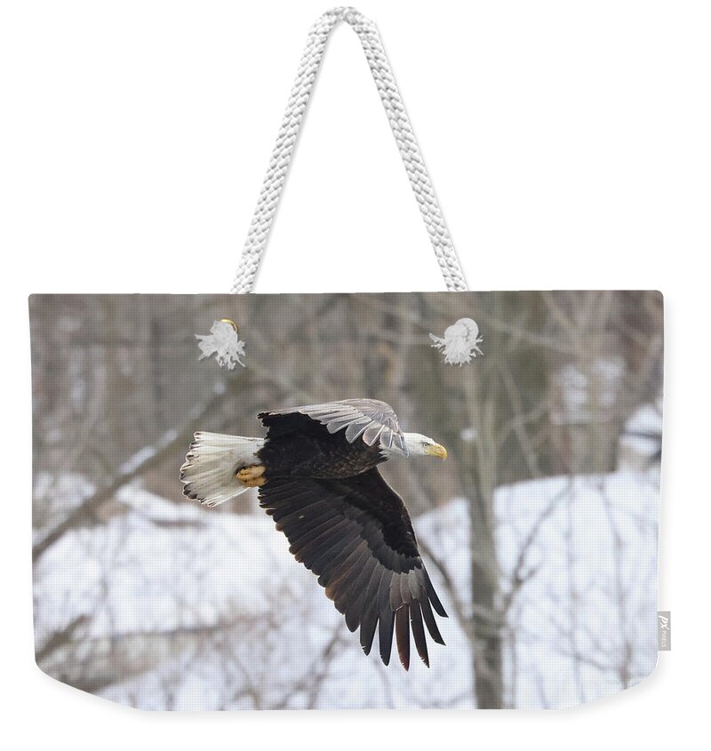 Bald Eagle Weekender Tote Bag featuring the photograph Bald Eagle #1 by Paula Guttilla