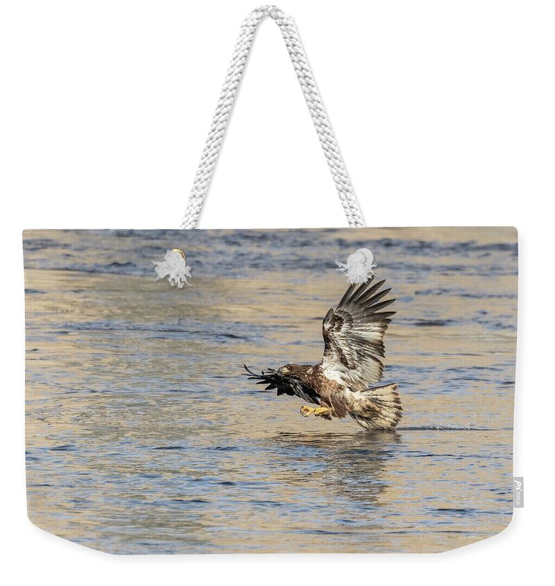 American Bald Eagle Weekender Tote Bag featuring the photograph Bald Eagle 2019-20 by Thomas Young