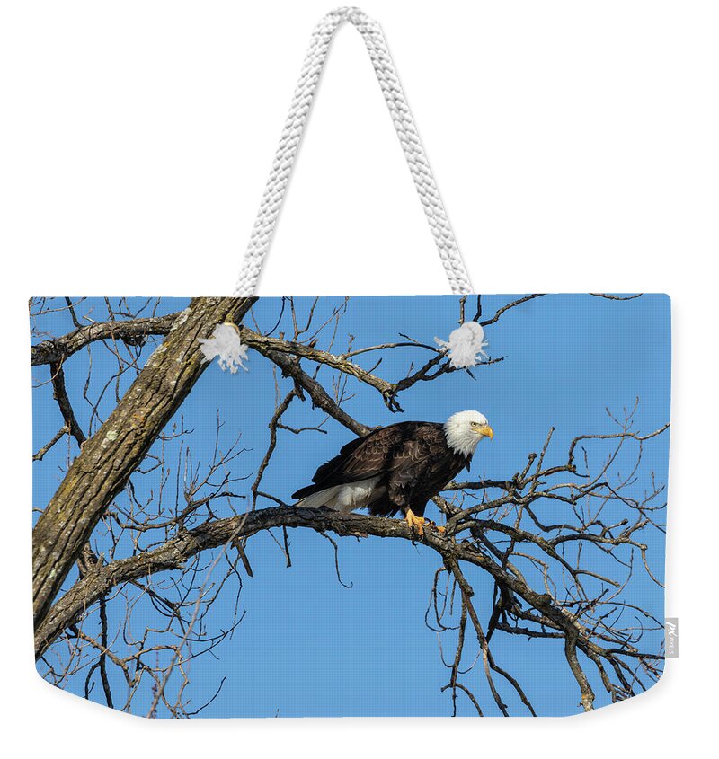 American Bald Eagle Weekender Tote Bag featuring the photograph Bald Eagle 2019-21 by Thomas Young