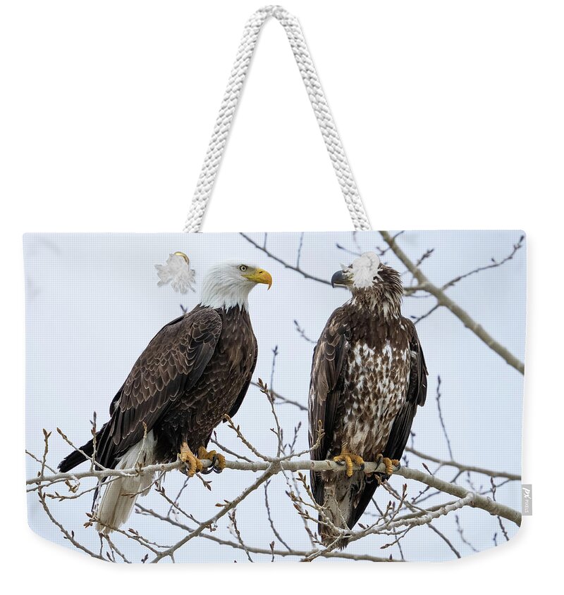 Bald Eagles Weekender Tote Bag featuring the photograph Bald Eagles on Branch by Wesley Aston