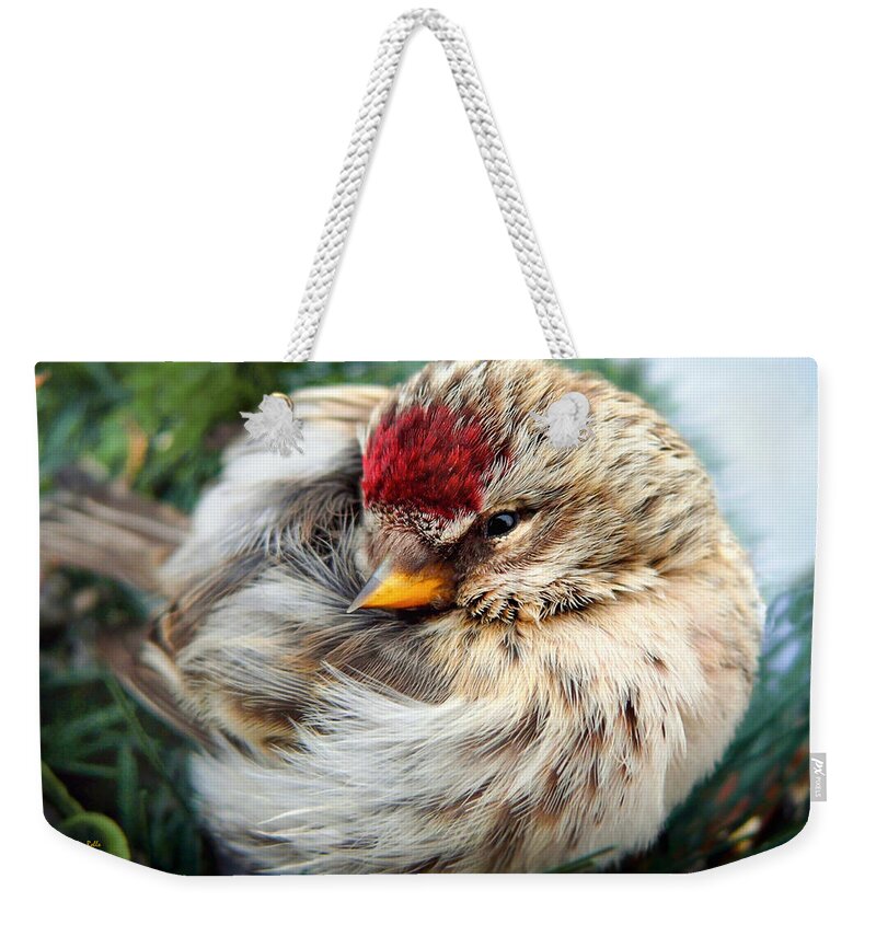 Bird Weekender Tote Bag featuring the photograph Ball of Feathers by Christina Rollo