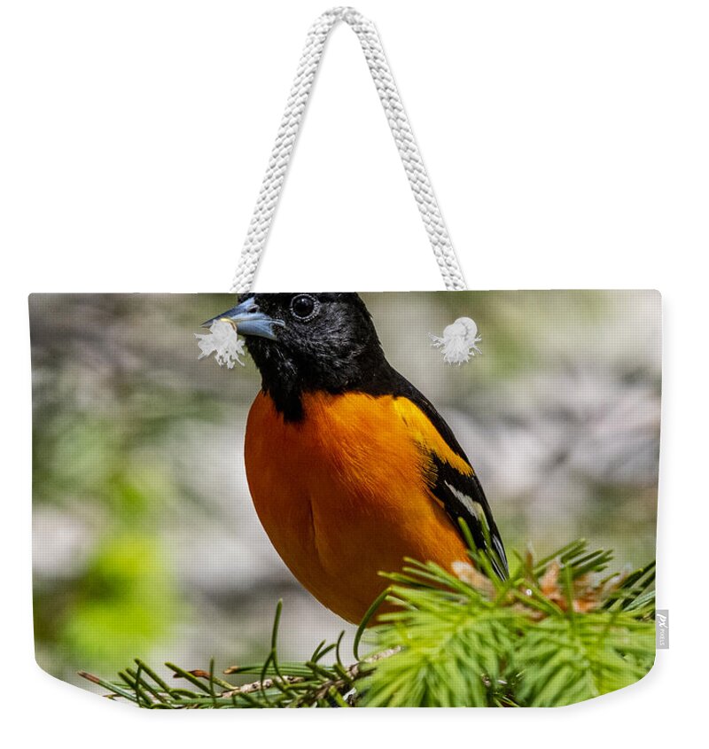 Bird Weekender Tote Bag featuring the photograph Baltimore Oriole by Cathy Kovarik