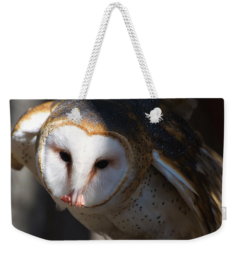 Barn Owl Weekender Tote Bag featuring the photograph Barn Owl Eating 2 by Flees Photos
