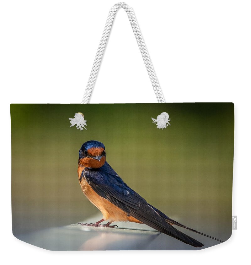 Bird Weekender Tote Bag featuring the photograph Barn Swallow and the Look by Linda Bonaccorsi