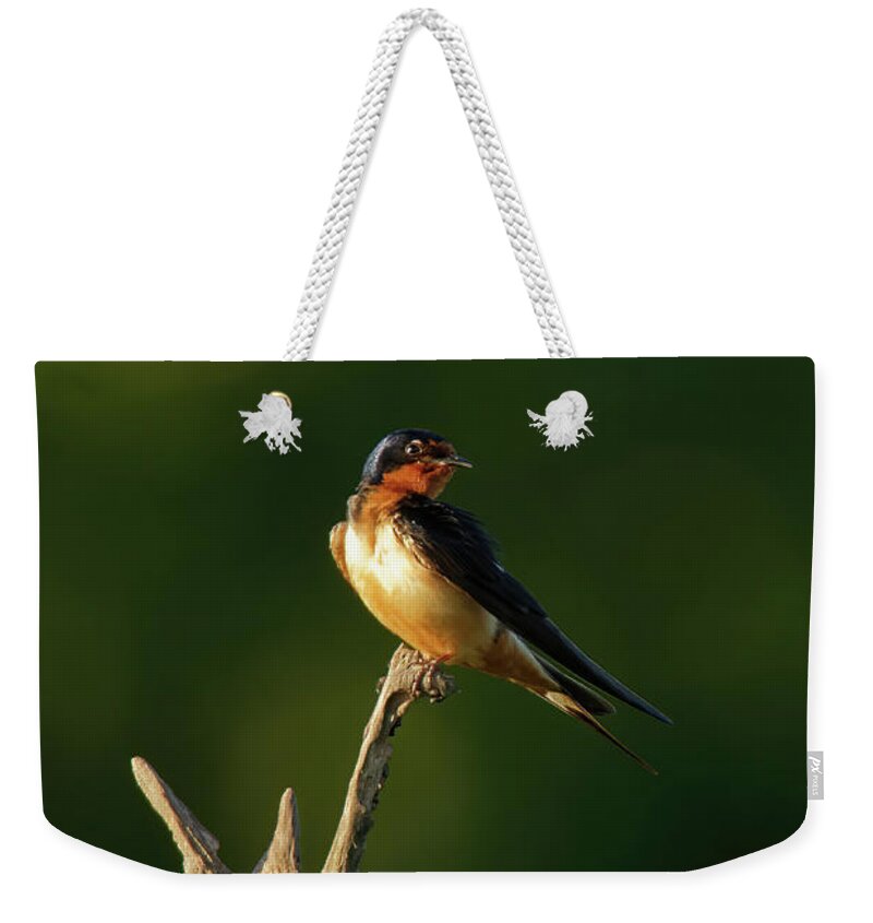 Swallow Weekender Tote Bag featuring the photograph Barn Swallow in Dusk Sunlight by Natural Focal Point Photography