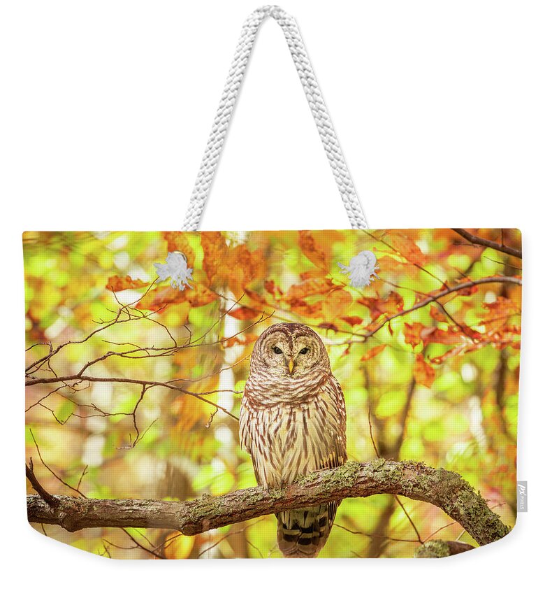 Barred Owl Weekender Tote Bag featuring the photograph Barred Owl In Autumn Natchez Trace MS by Jordan Hill